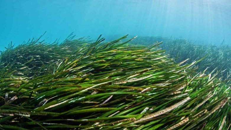 1st March 2024 World Seagrass Day HD Photos